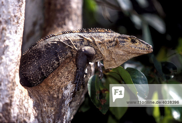Schwarzer Leguan (Ctenosaura similis)  Weibchen  Parque National Manuel Antonio  Costa Rica  Mittelamerika
