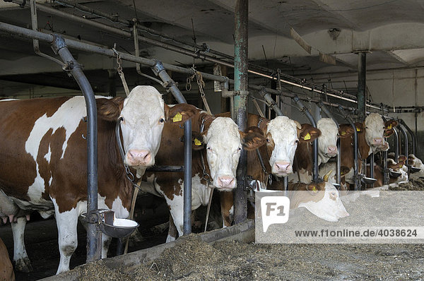 Dairy cows standing in a barn  Upper Bavaria  Germany  Europe
