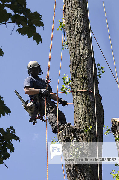 Baumpfleger mit Seilsicherung und Schutzausrüstung am Baum  Seilklettertechnik zur Großbaumpflege und Fällung