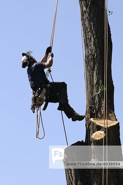 Baumpfleger seilt sich zu seinem Arbeitsplatz  Seilklettertechnik bei Großbaumpflege und Fällung