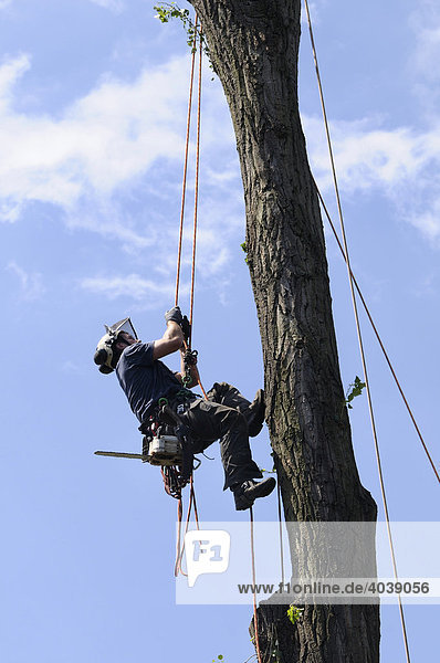 Baumpfleger erklimmt seinen Arbeitsplatz  Seilklettertechnik bei Großbaumfällung