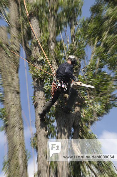 Baumpfleger pendelt an Seilen gesichert in einer Baumkrone  Großbaumpflege mittels Seilklettertechnik