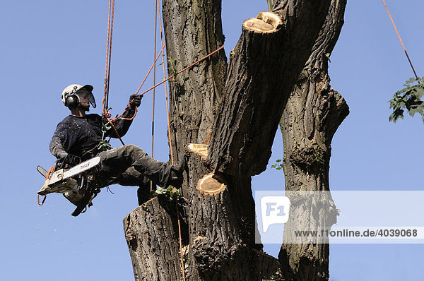Baumpfleger  an Seilen gesichert  drückt mit seinem Fuß einen durchtrennten Ast von der Schnittfläche  Seilklettertechnik bei der Großbaumpflege