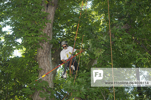 Großbaumpflege mittels Seilklettertechnik  Baumpfleger arbeitet mit verlängerter Säge in einer Esskastanie  Edelkastanie (Castena sativa miller)