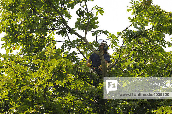 Tree care using rope climbing techniques  arborist with a motor saw in the crown of a sweet chestnut tree  Sweet Chestnut (Castanea sativa miller)
