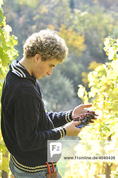 Young man during grape harvest in hillside vineyard  Stuttgart  Baden-Wuerttemberg  Germany  Europe