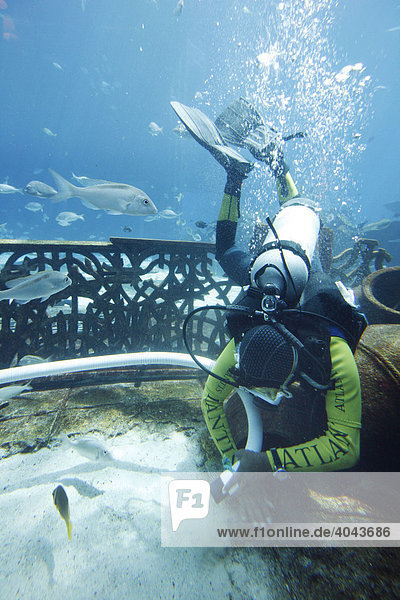 Taucher reinigen permanent das 11-Millionen-Liter Aquarium Ambassador Lagoon mit über 60000 Fischen im Atlantis Hotel The Palm  Dubai  Vereinigte Arabische Emirate  Naher Osten