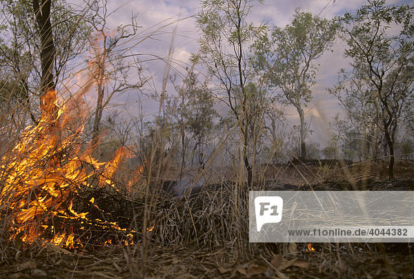 Buschfeuer bei Katherine  Northern Territory  Australien