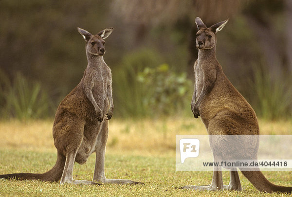 Zwei Westliche Graue Riesenkängurus (Macropus fuliginosus)  Westaustralien