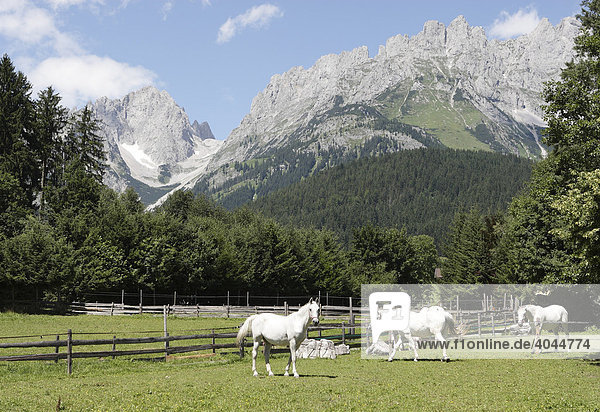 Lipizzaner Pferde auf einer Wiese vor dem Wilden Kaiser Gebirge in Going  Tirol  Österreich  Europa
