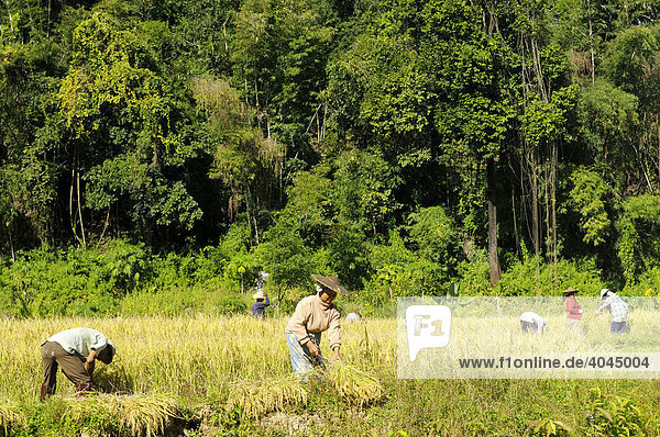 Reisbauern in den Bergen im äußersten Nord-Westen von Thailand  Chiang Mai  Thailand  Asien