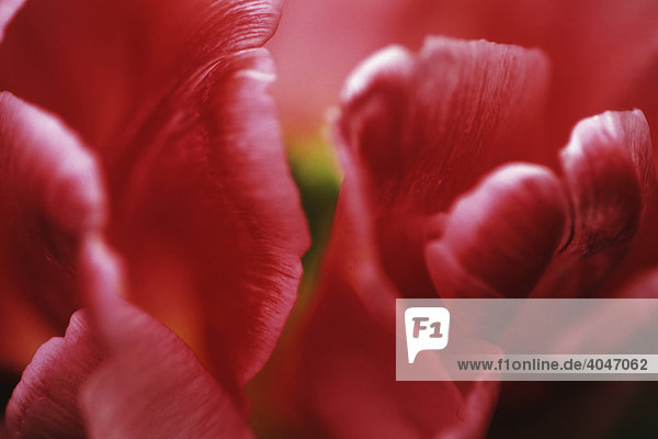 Tulpen (Tulipa gesneriana)  Keukenhof  Niederlande  Europa