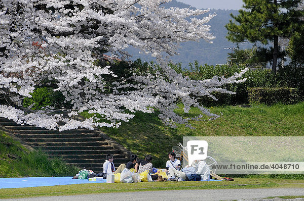 Japanische Studentengruppe feiert auf blauer Plastikplane das Kirschblütenfest unter einem blühenden Kirschbaum am Kamo Fluss  Kyoto  Japan  Asien