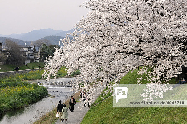 Japanese people walking beneath blossoming cherry trees with hanging branches on Kamo River  Kyoto  Japan  Asia
