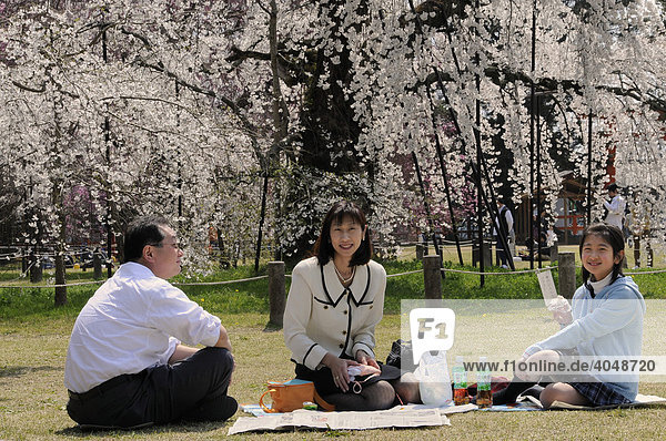 Familie feiert das Kirchblütenfest unter einem blühenden Kirschbaum im Kamogamo Schrein  Kyoto  Japan  Asien