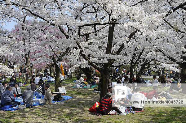 Japaner feiern das Kirschblütenfest unter blühenden Kirschbäumen im botanischen Garten  Kyoto  Japan  Asien