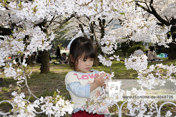 Kleinkind  Mädchen  betrachtet Kirschblüten Hanami im botanischen Garten in Kyoto  Japan  Asien