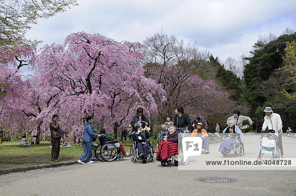 Alte Menschen im Rollstuhl erleben das Kirschblütenfest im botanischen Garten  rote Kirschblüte  Kyoto  Japan  Asien