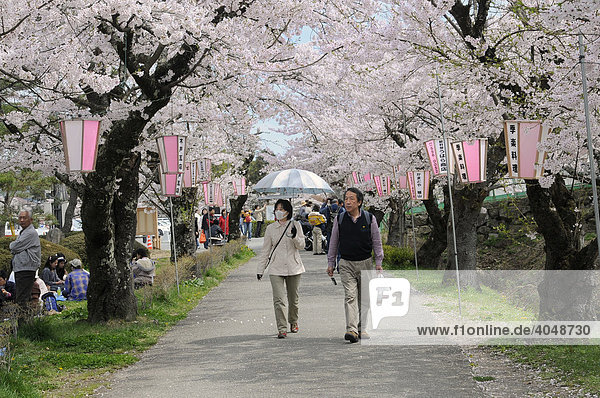 Japanisches Ehepaar mit Sonnenschirm wandelt unter blühenden Kirschbäumen in der Stadt Sasayama  Japan  Asien