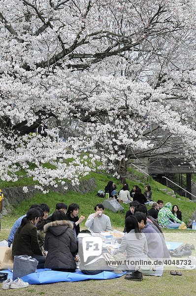 Japanische Studentengruppe feiert auf blauer Plastikplane das Kirschblütenfest unter einem blühenden Kirschbaum am Kamo Fluss  Kyoto  Japan  Asien