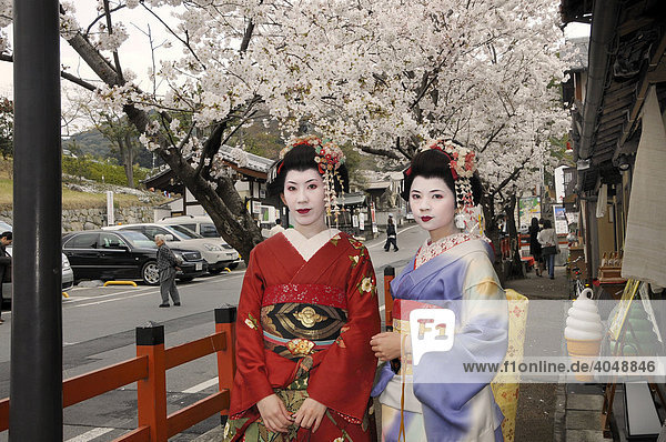 Maikos  Geisha apprentices  with cherry blossom in the historic district of Kyoto  Japan  Asia