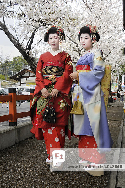Maikos  Geishas in Ausbildung  mit Kirschblüte in der Altstadt von Kyoto  Japan  Asien