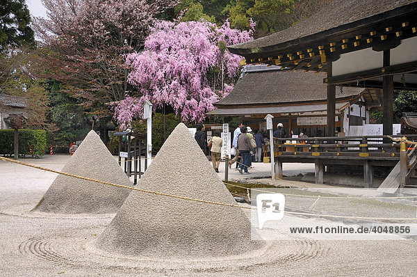 Holy cones made of gravel  symbol for Fuji-san  with red cherry blossom in the Kamigamo Shrine  Kyoto  Japan  Asia