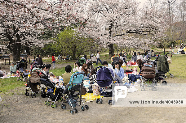 Kinderwagenburg mit Müttern während der Kirschblüte im botanischen Garten in Kyoto  Japan  Asien