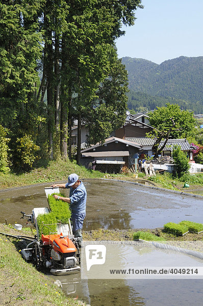 Rice farmer pushing the rice plants into the planting machine  Ohara near Kyoto  Japan  Asia