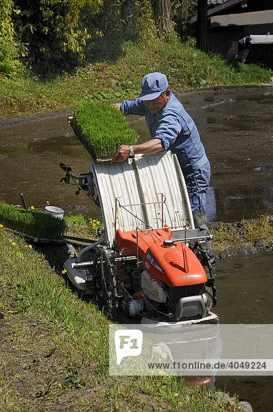 Reisbauer schiebt die Reispflanzen in die Pflanzmaschine  Ohara bei Kyoto  Japan  Asien