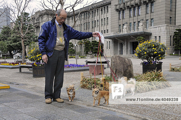 Japaner führt vor dem städtischen Rathaus seine fünf Chihuahuas aus  Kyoto  Japan  Asien