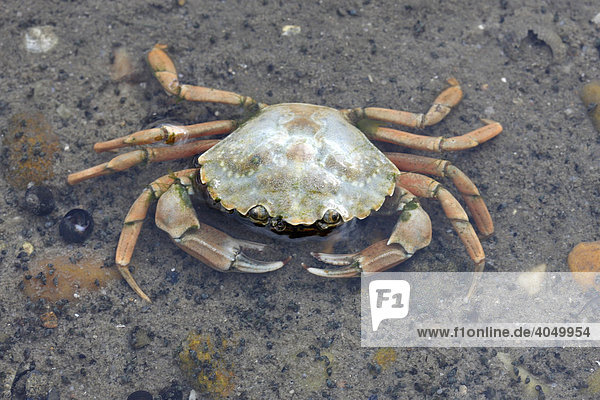 Crab in the Wadden Sea  Foehr Island  Schleswig-Holstein  Germany  Europe