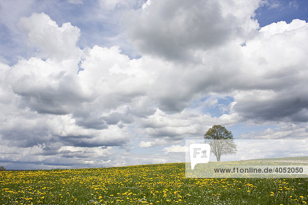 Einsamer Baum in Löwenzahnwiese vor blauem Himmel mit Wolken im Frühling