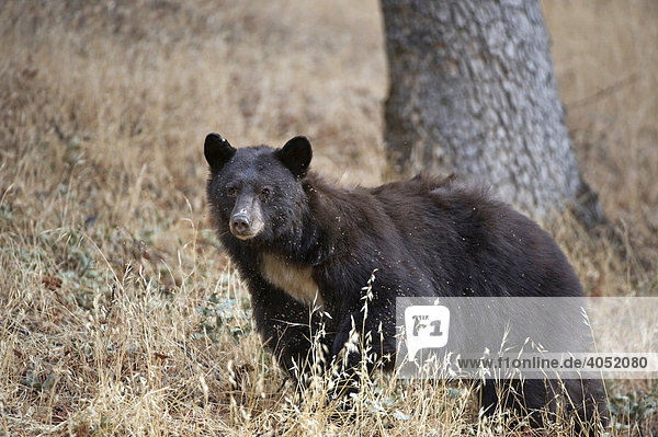 Schwarzbär (Ursus americanus)  Sequoia Nationalpark  Kalifornien  USA