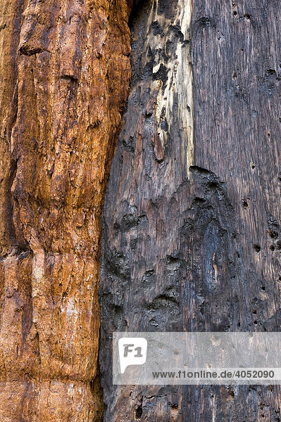Borke von Sequoias (Sequoiadendron giganteum) im Giant Forest  Sequoia Nationalpark  Kalifornien  USA