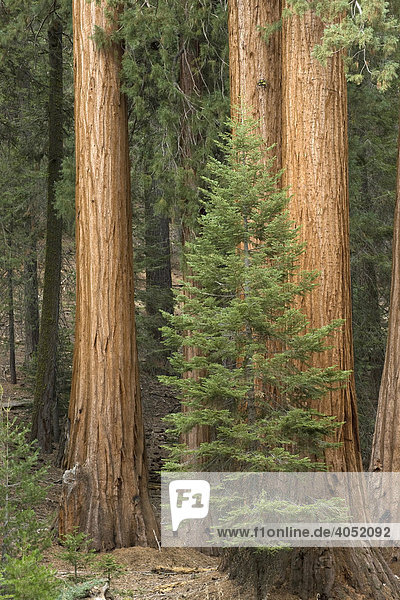 Sequoias (Sequoiadendron giganteum) im Giant Forest  Sequoia Nationalpark  Kalifornien  USA