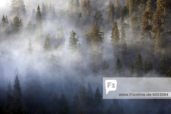 Wads of smoke from a forest fire pervading Sequoia National Park  California  USA