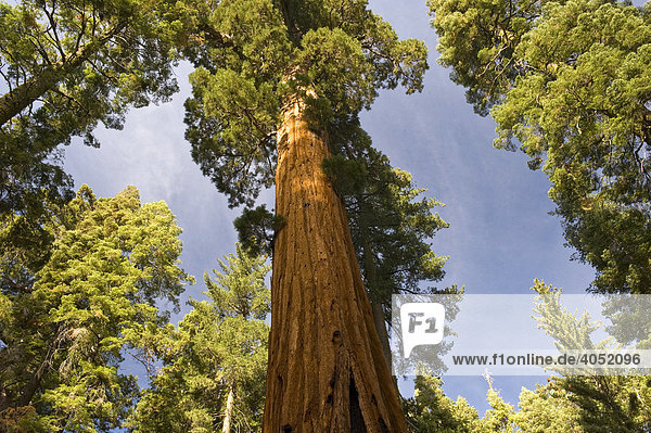 Sequoias (Sequoiadendron giganteum) von unten  im Giant Forest  Sequoia Nationalpark  Kalifornien  USA