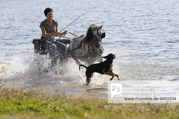 Junge Frau fährt mit Kutsche und Hund durchs Wasser