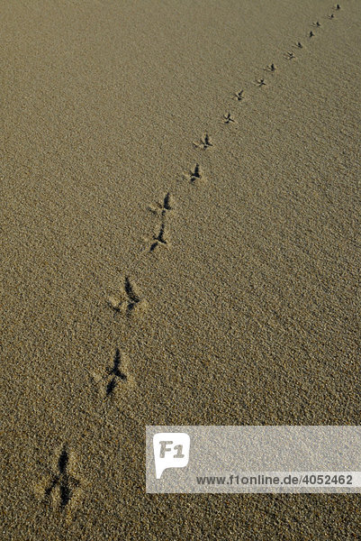 Diagonal verlaufende Spuren eines Vogels im Sand