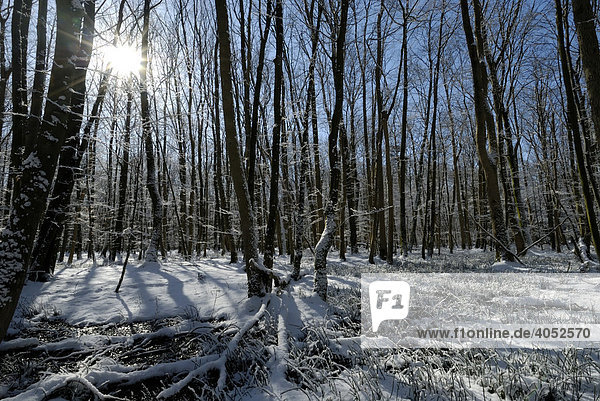 Winterlicher Laubwald im Gegenlicht  Schleswig-Holstein  Deutschland  Europa