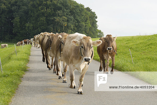 Cows (Bos taurus) in a convoy