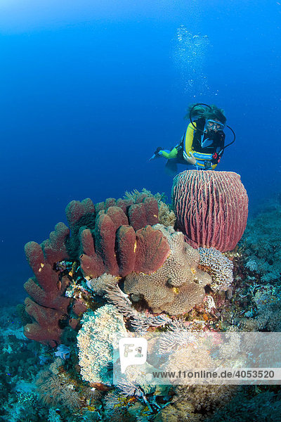Scuba diver swimming in colourful coral reef behind a Barrel Sponge (Xestospongia testudinaria)  Indonesia  South East Asia