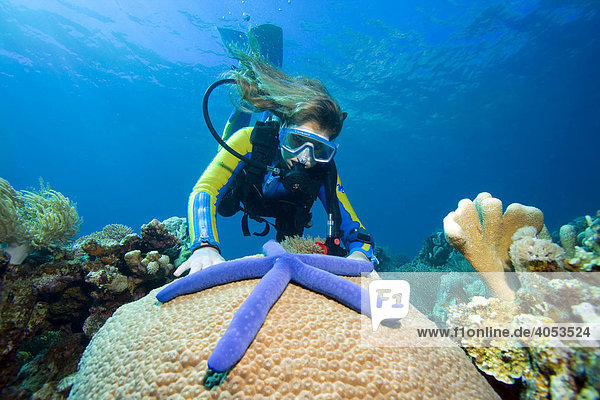 Scuba diver looking at a blue Sea Star (Linckia laevigata) on coral  Indonesia  South East Asia