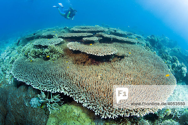 Taucher schwimmt im Korallenriff über einer Tisch- oder Tellerkoralle (Acropora hyacinthus)  Indonesien  Südostasien