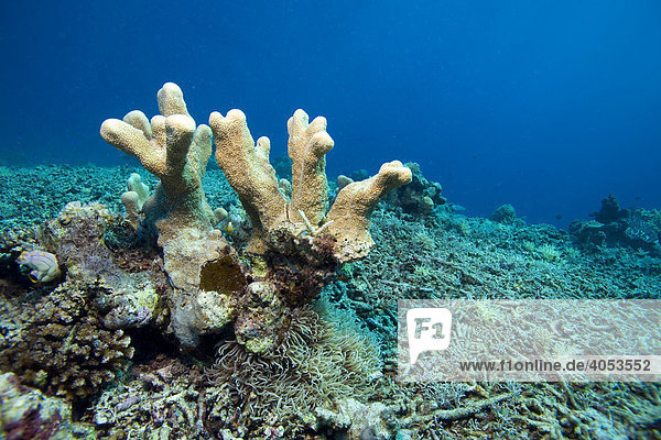 Durch Dynamitfischerei zerstörtes Korallenriff  Indonesien  Südostasien