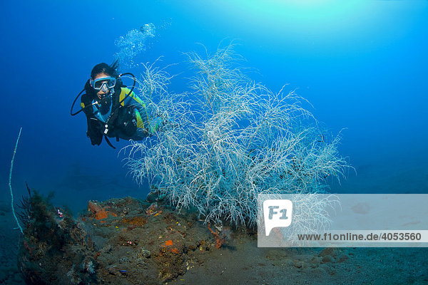 Taucher hinter einer Schwarzen Koralle (Antipathes sp.)  Indonesien  Südostasien