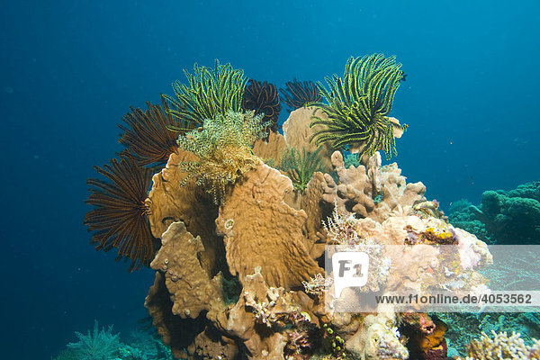 Korallenblock mit Federstern  Crinoidea (Comanthina schlegeli)  Indonesien  Südostasien
