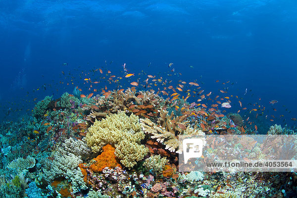 Farbenprächtiges Korallenriff mit Fahnenbarschen (Anthiinae)  Indonesien  Südostasien