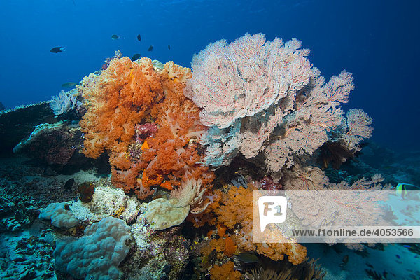 Korallenriff bewachsen mit Gorgonien (Scleraxonia) und Weichkorallen  Indonesien  Südostasien